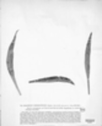 Pseudophacidium microspermum image